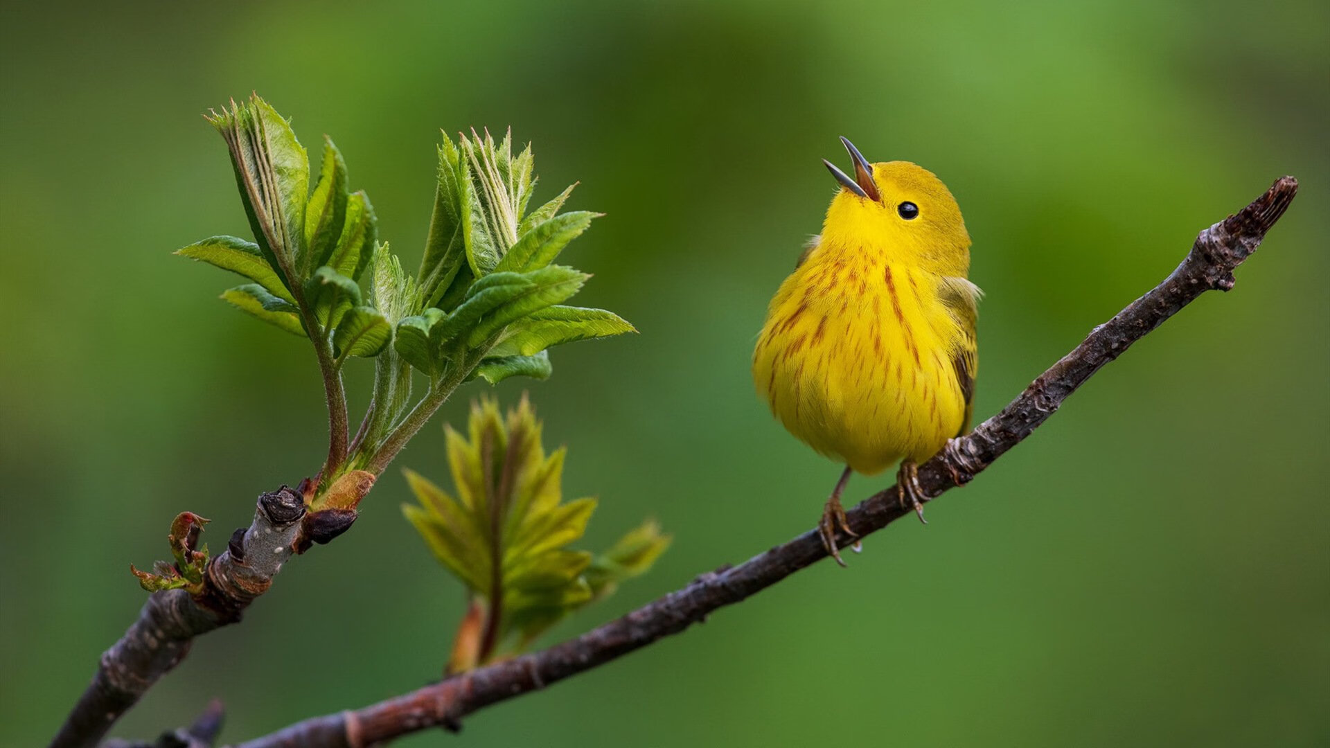 英超争冠焦点战,委内瑞拉绝杀墨西哥的足球启示